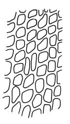 Campylopus pallidus representative growth form,  laminal cells, c. 2000 µm above insertion. Drawn from A.J. Fife 9602, CHR 477581.
 Image: R.C. Wagstaff © Landcare Research 2018 